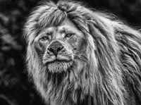 The White Albino Lion Black & White Fine Art Print