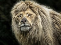 The White Albino Lion Fine Art Print