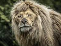 The White Albino Lion II Fine Art Print