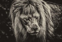 The White Albino Lion III Sepia Fine Art Print