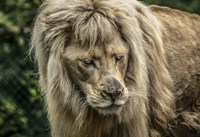 The White Albino Lion III Fine Art Print