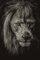 The White Albino Lion IV Sepia Fine Art Print