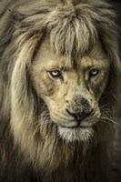The White Albino Lion IV Fine Art Print
