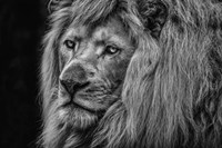 The White Albino Lion Close Up Black & White Fine Art Print