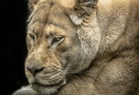 Female White Lion Fine Art Print