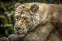 Female White Lion II Fine Art Print