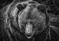 The Grizzly Black & White Fine Art Print