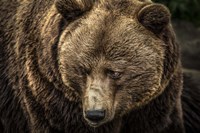 The Grizzly II Fine Art Print
