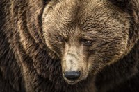 The Grizzly III Fine Art Print