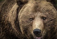 The Grizzly IV Fine Art Print