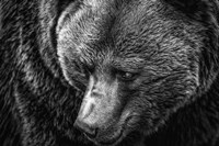 The Grizzly Close Up Black & White Fine Art Print