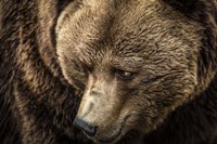 The Grizzly Close Up Fine Art Print