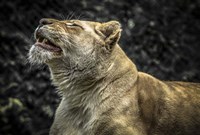 Female White Lion Roars II Fine Art Print