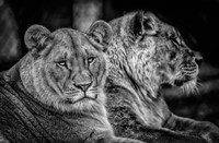 Two Female Lions Black & White Fine Art Print