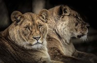 Two Female Lions Fine Art Print