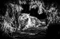 The Howling Wolf Black & White Fine Art Print