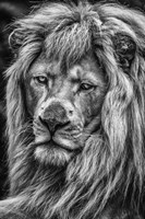 The White Albino Lion V Black & White Fine Art Print