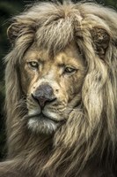 The White Albino Lion V Fine Art Print