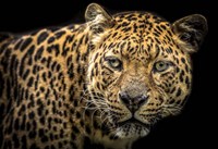 The Jaguar II Fine Art Print