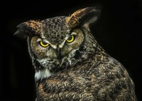 Yellow Eyed Owl Fine Art Print