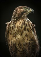 Predator Bird Fine Art Print