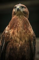 Predator Bird III Fine Art Print