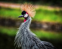 Crowned Crane Fine Art Print