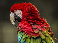 Red Ara Fine Art Print