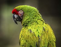 Green Ara Fine Art Print