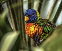 Colorfull Bird III Fine Art Print