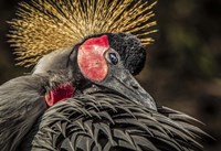 Crowned Crane II Fine Art Print