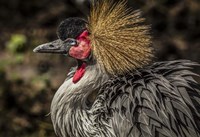 Crowned Crane III Fine Art Print