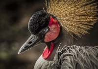 Crowned Crane IV Fine Art Print
