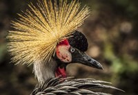 Crowned Crane V Fine Art Print