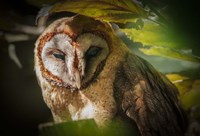 Tawny Owl Fine Art Print