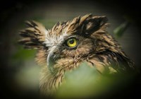 Wise Owl Fine Art Print