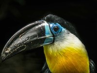 Toucan Fine Art Print