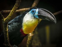 Toucan II Fine Art Print