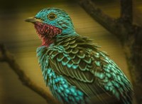 Colorfull Bird V Fine Art Print