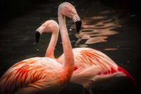 Flamingos Fine Art Print