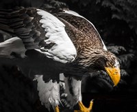 Steller Eagle III Fine Art Print