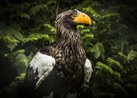 Steller Eagle IV Fine Art Print