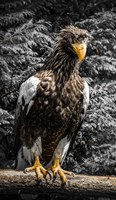 Steller Eagle V crop Fine Art Print