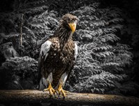 Steller Eagle V Fine Art Print