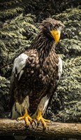 Steller Eagle VI crop Fine Art Print