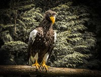 Steller Eagle VI Fine Art Print