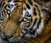 Tiger Close Up Fine Art Print