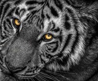 Tiger Close Up Black & White Fine Art Print