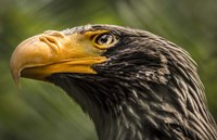 Steller Sea Eagle Fine Art Print