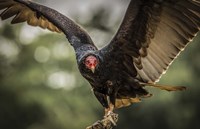 Vulture Fine Art Print